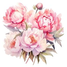 a bouquet of pink peonies with leaves and buds painted in watercolor on a white background