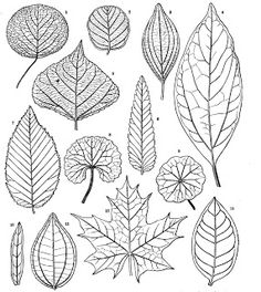 the different types of leaves are shown in this drawing, which shows how they look like