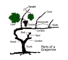 the parts of a grape tree