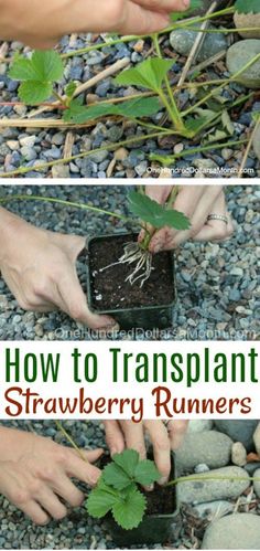 how to transplant strawberries in the ground with text overlay that says how to transplant strawberries