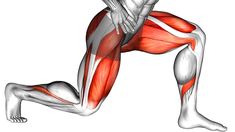 the muscles are highlighted in red and white