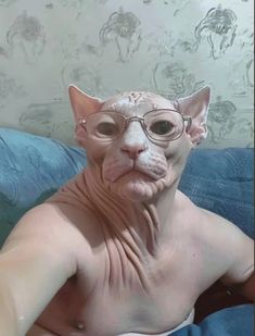 a hairless cat with glasses sitting on a couch