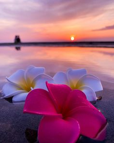 two white and pink flowers sitting on top of a beach next to the ocean at sunset