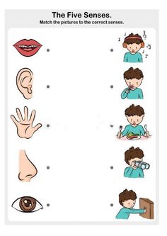 the five senses worksheet for children to learn how to use their hands and fingers