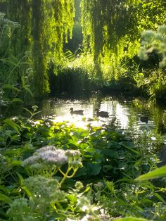 two ducks are swimming in the pond surrounded by green plants and trees, with sunlight shining on them