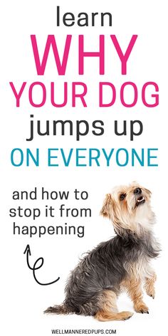 a small dog sitting on top of a white poster with the words learn why your dog jumps up on everyone and how to stop it from happening