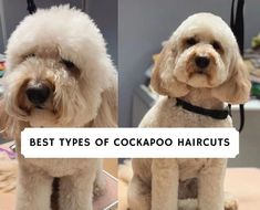 two pictures of the same dog with different types of cockapo haircuts