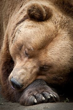 a brown bear sleeping on the ground with his head resting on its paw and eyes closed