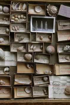 an old box filled with lots of different types of seashells