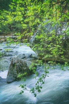 a river running through a forest filled with lots of green leaves on the side of it