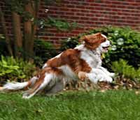 a brown and white dog sitting on top of a lush green grass covered field next to a brick building