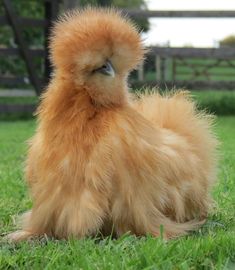 a chicken sitting in the grass with its head turned to look like it is looking at something