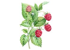 raspberries with green leaves and pink flowers on a white background, watercolor painting