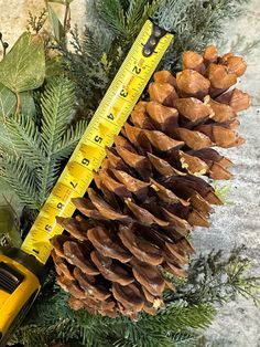 a pine cone with a measuring tape on it