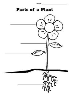 parts of a plant worksheet for kids with pictures on the top and bottom