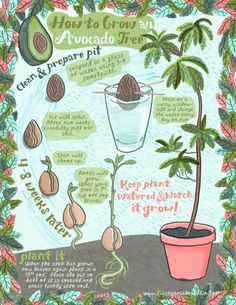 an illustrated poster showing how to grow avocado trees