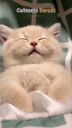 a white kitten sleeping on top of a bed