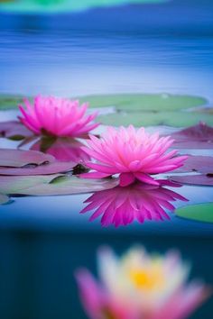 two pink water lilies floating on top of lily pads