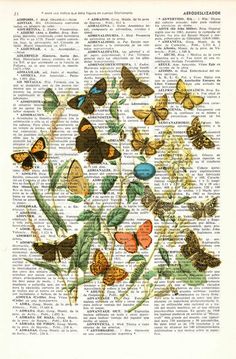 an old book page with butterflies on it