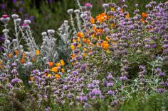 wildflowers and other flowers in a field