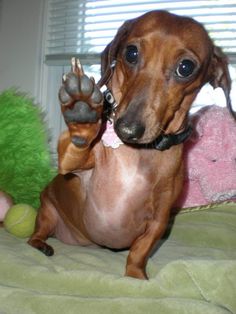 a small brown dog sitting on top of a bed next to a stuffed animal toy