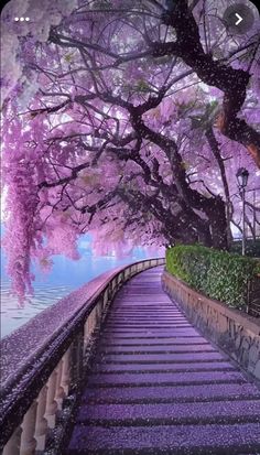 the stairs are lined with purple flowers and trees, along with water in the background