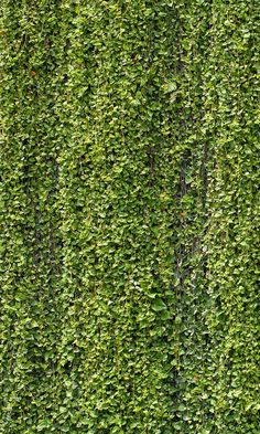 a green wall covered in lots of leaves