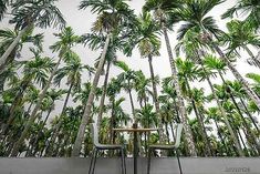 an outdoor dining area with palm trees in the background and two chairs on tables under them