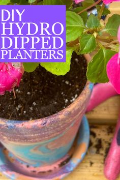 a potted plant sitting on top of a blue saucer with dirt in it