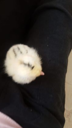 a small white bird sitting on top of a person's lap