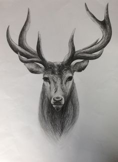 a pencil drawing of a deer's head with large antlers on the side