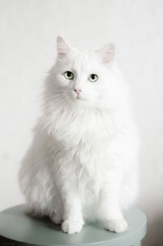 a white cat sitting on top of a green stool with its eyes wide open and looking at the camera