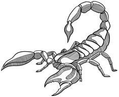 a black and white drawing of a scorpion on the back of its body, it's claws spread out