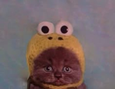 a cat wearing a yellow hat with googly eyes