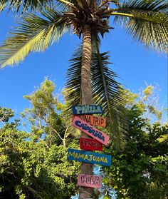 there are many signs on the palm tree