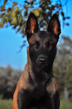 a black and brown dog sitting on top of a grass covered field with trees in the background