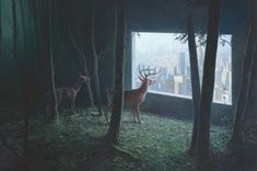 two deer standing next to each other in a forest