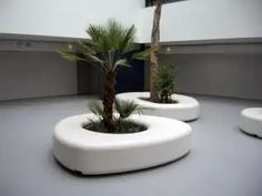 there is a palm tree in the middle of two white planters on the floor