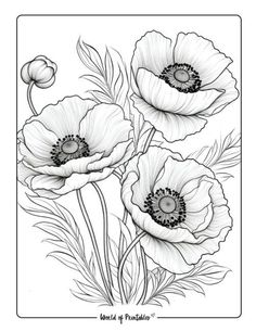 three poppies with leaves and flowers in black and white on a sheet of paper