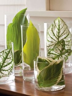 an image of vases with plants in them on the table and one has a green leaf