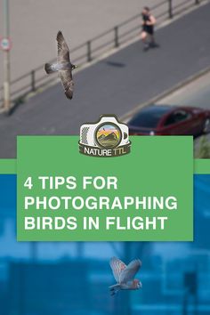 a bird flying in the air next to a green sign that says 4 tips for photographing birds in flight