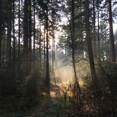 the sun shines through the trees in the forest on a path that is surrounded by tall grass