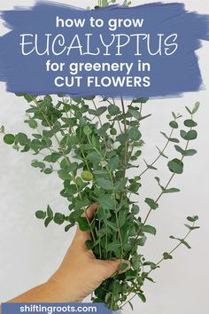 a person holding a plant with the words how to grow eucalyptus plants for greenery in cut flowers