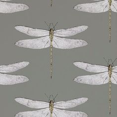 a group of white dragonflies sitting on top of a gray surface with wings spread out