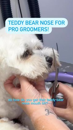 Schnoodle Grooming, Teddy Bear Dog Haircut, Yorkie Teddy Bear Cut, Poodle Teddy Bear Cut, Dog Grooming Shih Tzu, Dog Grooming Diy, Goldendoodle Grooming, Yorkie Haircuts, Schnauzer Grooming