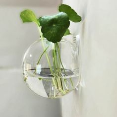 a plant in a glass vase hanging on a wall