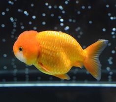 an orange fish swimming in the water