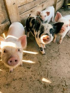 three small pigs standing next to each other