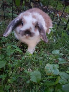 a rabbit is sitting in the grass near a fence and looking up at the camera