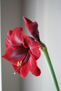 a single red flower is in a vase